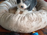 Mükemmel kalitede border collie bebekler için acele edin