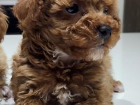 Kilo Garantili Ev Ortamındaki Poodle Yavrularım