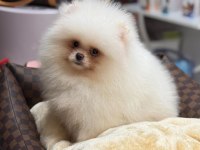 POMERANAİN BOO 3 AYLIK