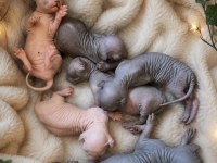 Şecereli Safkan Sphynx Yavrular