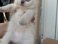 British longhair yavru Antalya