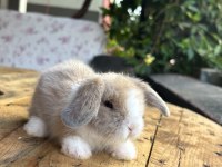 SAFKAN HOLLANDA LOP TAVŞANLAR