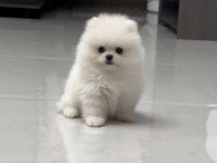 Pomeranian Boo Yavru