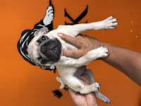 Sevimli zeki ırk pug