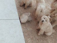 Chow chow