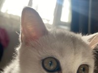 Sliver yavru british shorthair