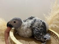 BEBEK JAKO PAPAĞANI