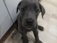 Orjinal cane corso yavrularım