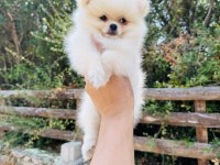 Teddy Pomeranian Boo yavrular hazır