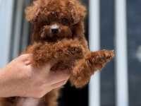 Show Kalite Tea Cup Kore Poodle Yavrumuzu Canlı Görün