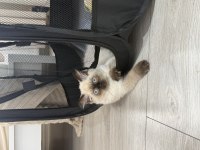 British Longhair Blue Point 3 Aylık Erkek