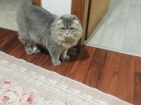 Damızlık scottish fold kısırlaştırılmamıştır