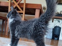 Safkan şecereli geleceğin şampiyon adayı maine coon
