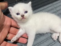 Sevimli british shorthair yavrular sıcak yuvalarını arıyor