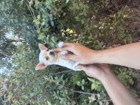 Orjinal Safkan Chihuahua Bebekler