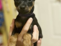 Satılık Minyatür Pinscher Köpekler