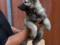 A KALİTE WOLFDOG YAVRULAR