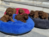 Ankarada ziyarete açık 10 adet toy poodle yavrularımız