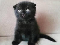 En özel renklerde tatlı scottish fold yavrularımız
