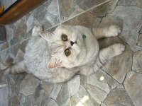 Yetişkin british shorthair 1,5 yaşında