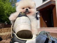 Mini Boy Show Kalite Pomeranian Sağlık Garantili
