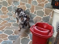 9 aylık dişi french bulldog tiger desenli aşıları tam