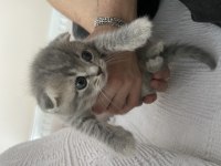 1 aylık scottish fold yavrumuz