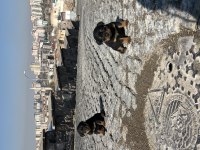 Acil sahiplendirilecek erkek rottweiler