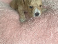 Anne altından kore boy amerikan Poodle bebekler