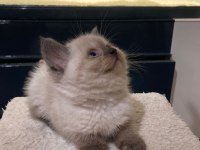 British shorthair blue point ve gri dişi yavru