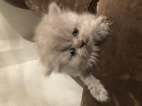 British shorthair bir aylık