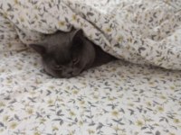 Rengi gibi duman british shorthair