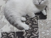 Çok uyguna british shorthair blue point