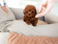 MUAZZAM YÜZ YAPISINA SAHİP KORE POODLE BEBEK