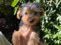 Terrier Yavrularımız