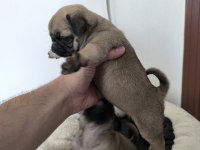 A Kalite Sıfır Burun Pug Mops yavrularımız