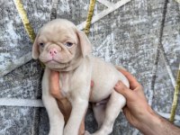 Kredi Kartına Taksit İmkanıyla Pug Yavruları