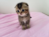 GOLDEN TABBY SCOTTİSH FOLD GÜZELLİK