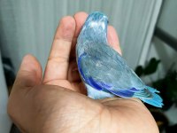 Yeni Yem Yemeye Başlayan Forpus Bebekler