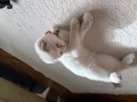 Dişi scottish fold prenses kızımız