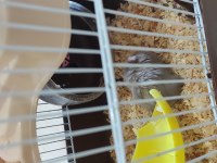 Cüce Dişi Hamster