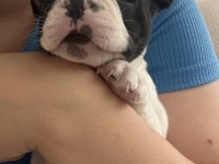 French bulldog 2 aylık köpeğimiz