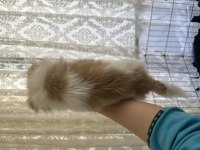 Akıllı ve oyuncu köpeğim yeni yuvasını arıyor