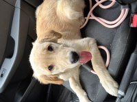 Golden Retriever Yavrusu
