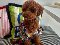 BROWN TOY POODLE ERKEK - MİNİ BOY ÇİFTLEŞMEYE HAZIR