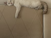 British Shorthair 6 Aylık Yavru Eğitimli