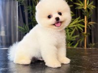 Orjinal Pomeranian Boo