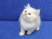 YENİ YUVASINA GİTMEYE HAZIR LONGHAİR  BRİTİSH PONÇİK
