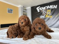 TR NİN FİRST CLASS TOY POODLE YAVRULARI ANKARA MAĞAZAMZDA