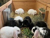 Lop Anaç Yavru Tavşanlar